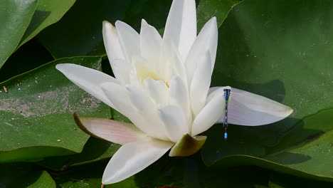 a blue damselfly lands on a white flower on a lily pad