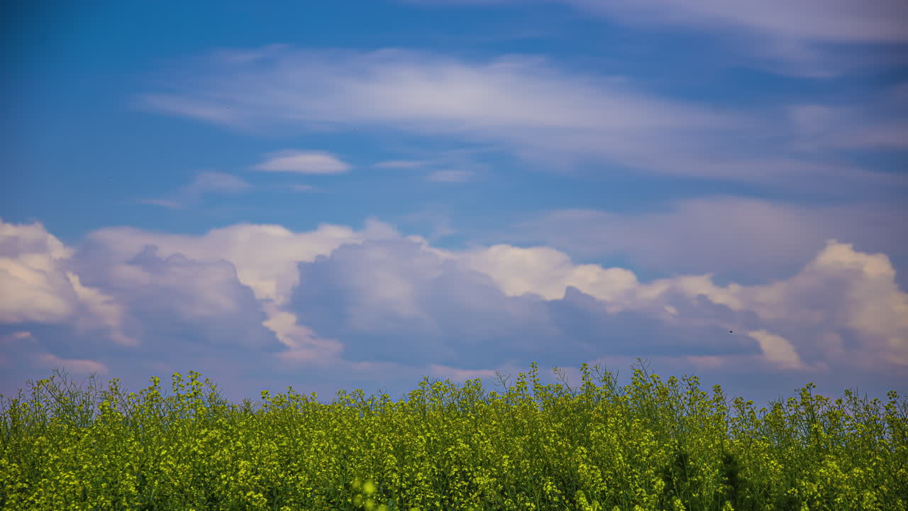 여름에 푸른  위에 구름이 굴러가는 파란 하늘