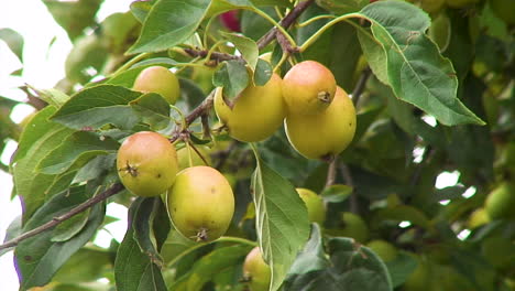 manzanas silvestres que comienzan a madurar y se vuelven rojas en un manzano silvestre que crece en inglaterra