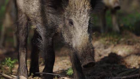 wild boar in the forest