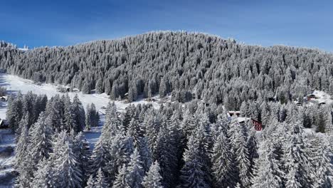 Brambrüesch,-Switzerland,-aerial-shot-flying-forward-over-snowy-trees-and-homes