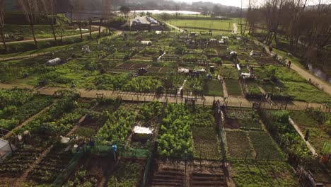 community garden in the city aerial shot