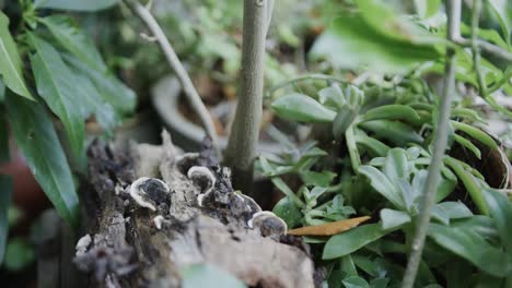 Close-up-of-plants-in-garden,-slow-motion