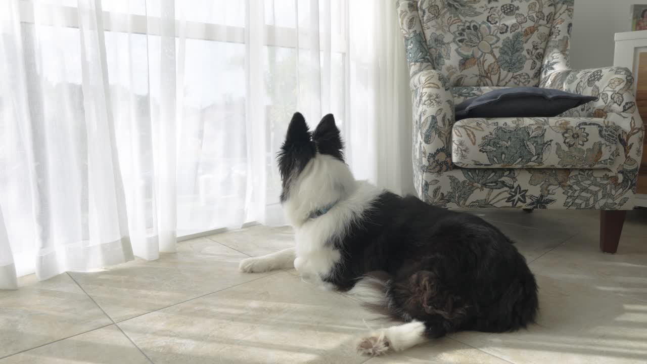 Footage of a cute black and white Border Collie dog resting on carpet inside house, gazing out of the window. Captures peaceful moments and canine curiosity.