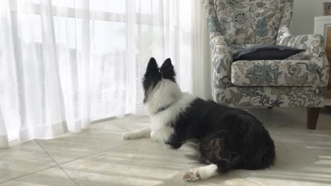 footage of a cute black and white border collie dog resting on carpet inside house, gazing out of the window. captures peaceful moments and canine curiosity.
