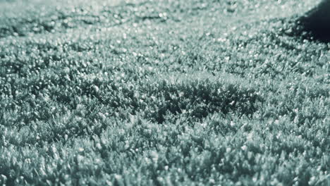 close-up view of frost-covered ground