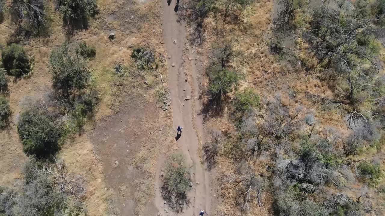Hiking group traversing scenic woodland trail, experiencing joyful outdoor recreation under bright summer sunlight, sharing peaceful moment amid lush natural landscape