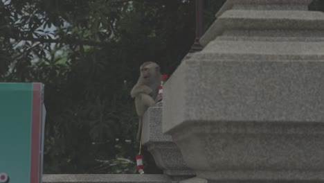 looking at the monkey drinking milk in the temple