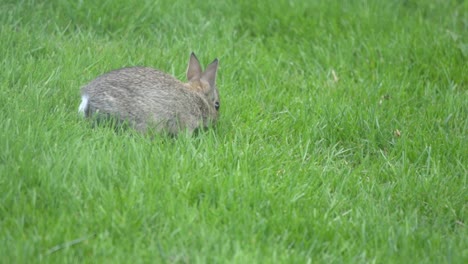 baby eastern cottontail bunny rabbit hopping in green grass