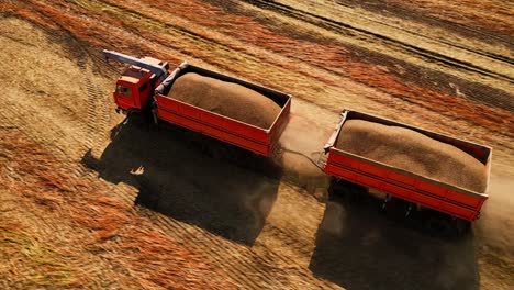 harvesting grain with trucks