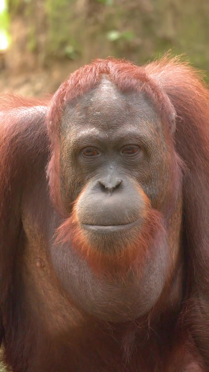 Un primo piano medio di un orangutan che gira la testa e si guarda intorno all'aperto.