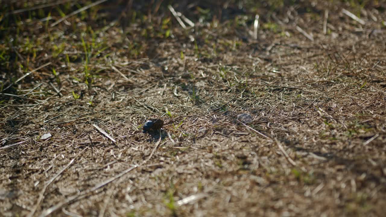 minuscolo scarabeo stercorario che rotola pezzo di merda fino a una piccola collina, vista statica