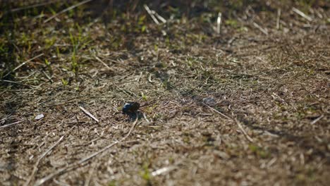 tiny dung beetle rolling piece of crap up to small hillside, static view