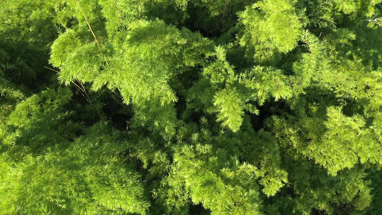 Beautiful Cinematic Tilt Up Shot Of A Giant Bamboo Plant On A Sunny Afternoon At Golden Hour