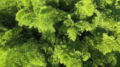 Wunderschöne-Filmische-Tilt-Up-Aufnahme-Einer-Riesigen-Bambuspflanze-An-Einem-Sonnigen-Nachmittag-Zur-Goldenen-Stunde