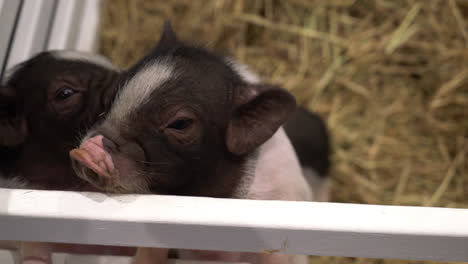 Süßes-Babyschwein-Auf-Dem-Bauernhof