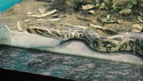 A-Young-Indian-python-snake-looking-for-escape-in-zoo-park-behind-the-glass-in-India-I-A-beautiful-young-Indian-python-with-adorable-skin-texture-in-zoo-park-in-India