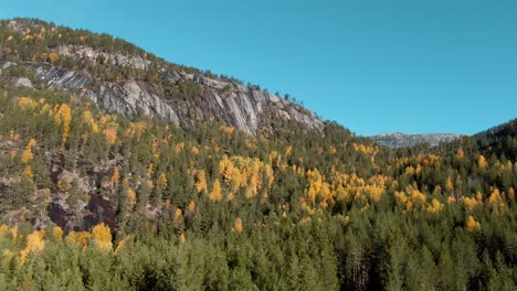drone shot of a norwegian pine and birch forest with small mountaintops