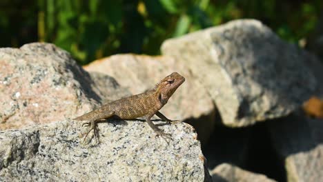 Lizard-or-Anoles-in-a-tropical-country