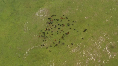 livestock grazing on green pasture, jadovnik, serbia