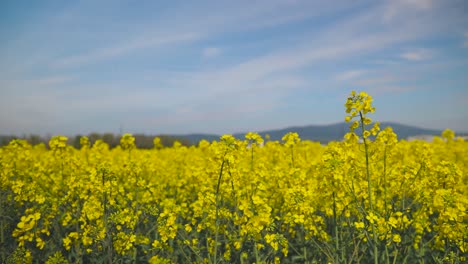 Rapsfeld-Blüht-Bei-Leichtem-Wind-Und-Schönem-Wetter---Gelb-Blühendes-Rapsfeld-50fps