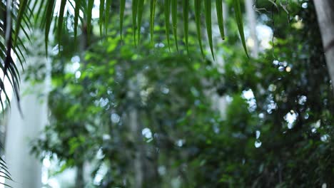 follaje verde y árboles en un bosque