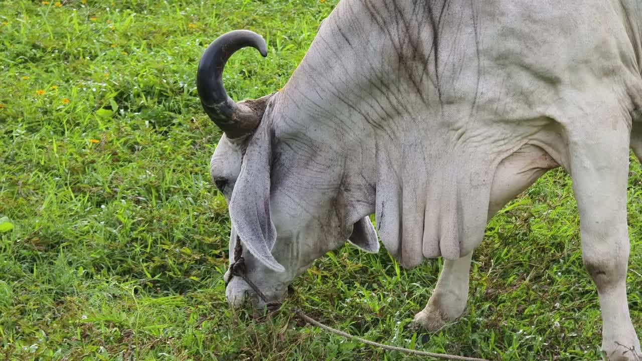 vaca blanca pastando en un campo