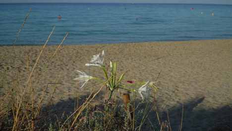 bonitas flores de narciso marino a lo largo de la playa, pancratium maritimum con cabezas turísticas borrosas nadando en el fondo