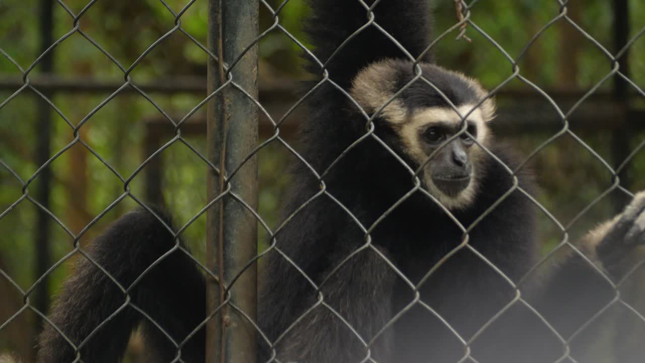 A gibbon behind a cage, serene mood, wildlife conservation concept