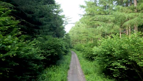 4k aerial drone footage flying slowly over a pathway in a forest