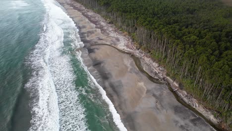 dense trees of rimu along the stretch of maori beach in west coast, south island, new zealand. - aerial shot