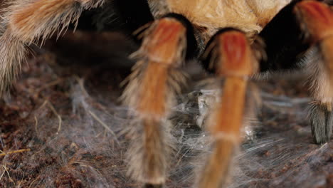 Die-Mexikanische-Rotknie-Vogelspinne-Steht-über-Beute,-Die-In-Ein-Netz-Gehüllt-Ist,-Und-Dreht-Sich-Um,-Um-In-Die-Kamera-Zu-Schauen---Nahaufnahme