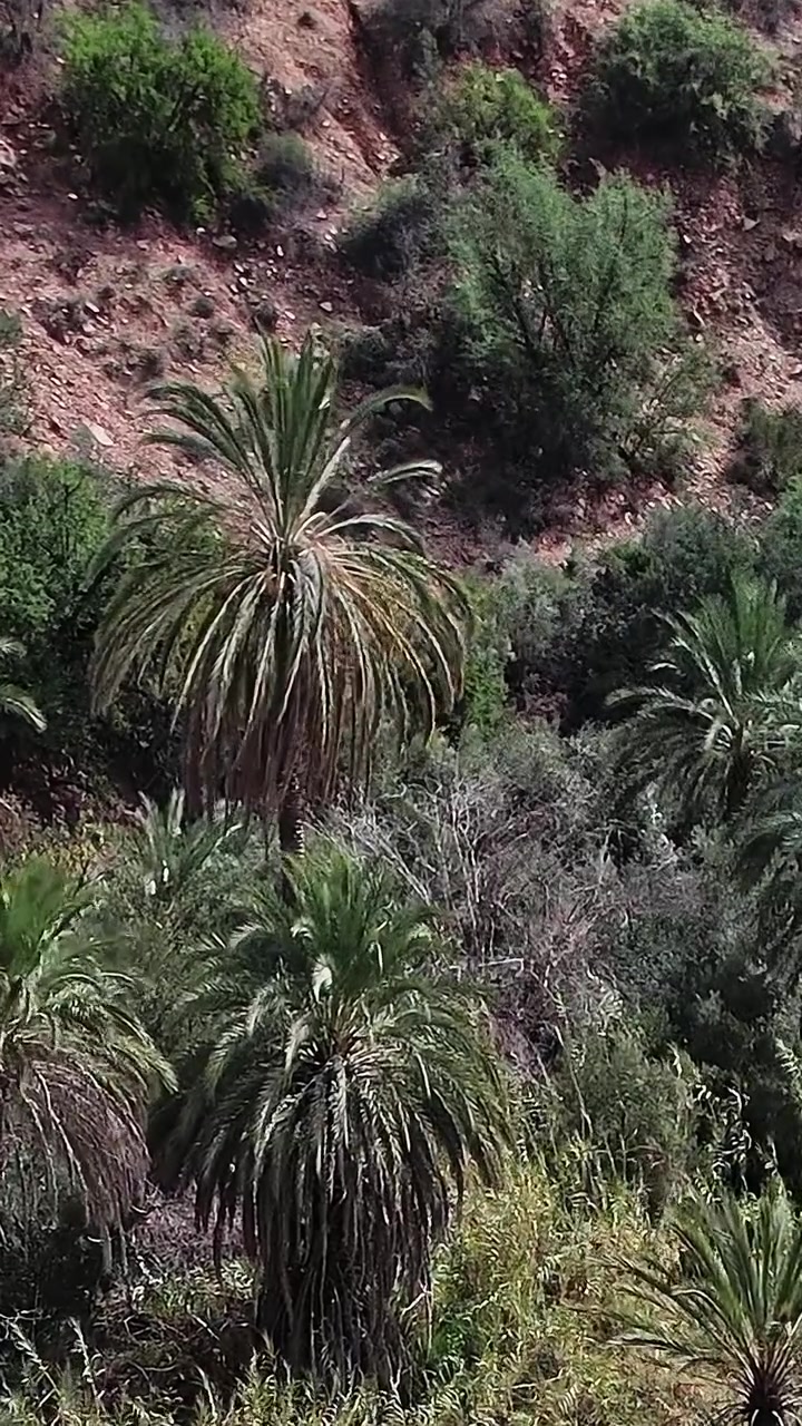 Vista aerea di palme in un paesaggio marocchino durante il giorno.