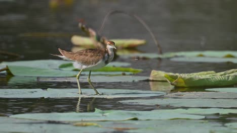 pheasant-tailed jacana - hydrophasianus chirurgus immature