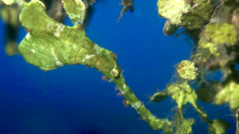 leaf pipefish swimming near algae