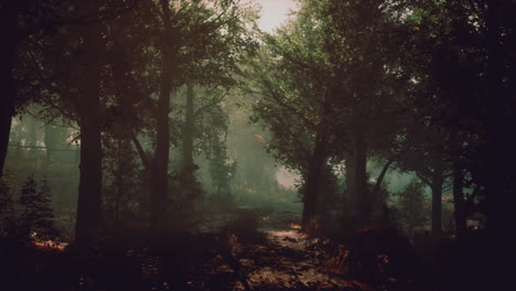 un sendero de bosque con niebla