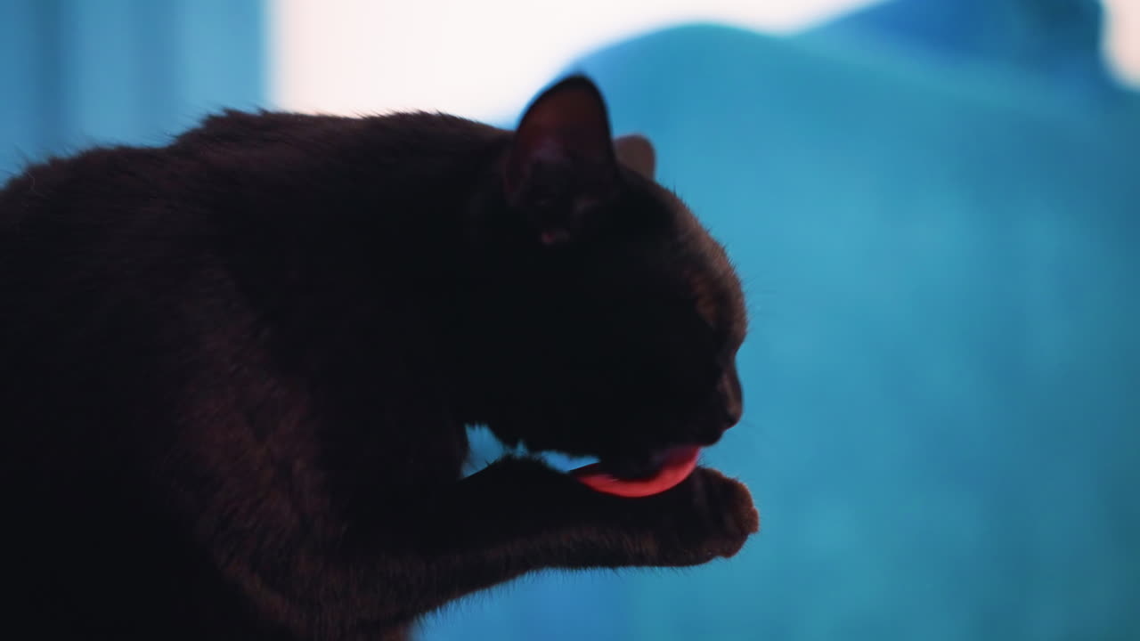 Animal de estimação relaxa enquanto limpa suavemente a pata; cena doméstica tranquila com um gato lambendo a pata dianteira pensativamente; momento de tranquilidade capturado de um gato preto se arrumando delicadamente em um sofá aconchegante