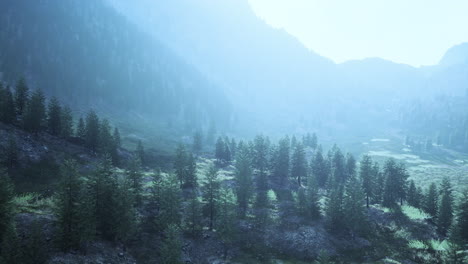 Fir-and-other-pine-trees-on-mountains-on-a-sunny-end-of-summer