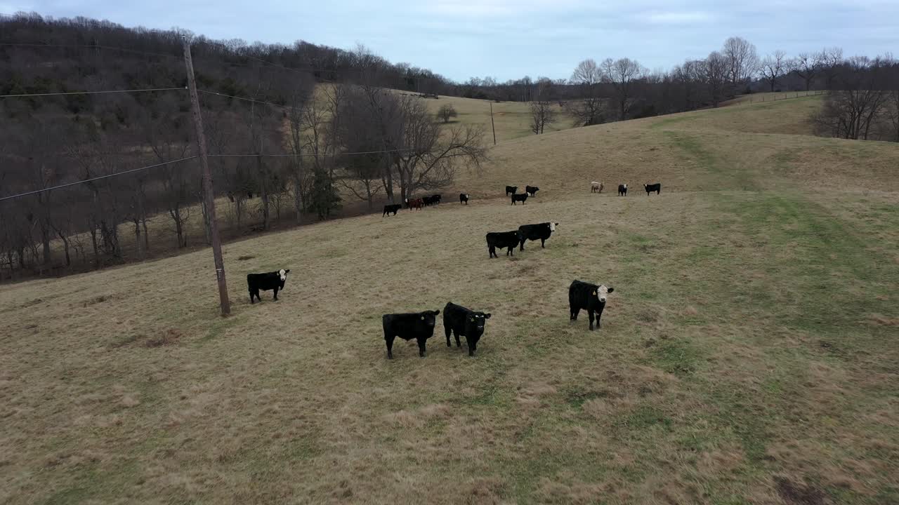 Ripresa aerea in dolly di un allevamento di bestiame pieno di bovini da carne pronti per la macellazione.