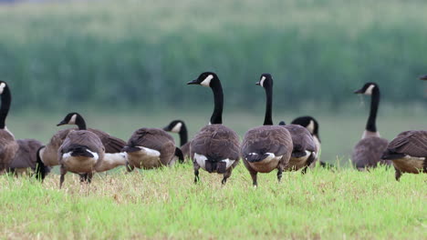 un pequeño grupo de gansos canadienses salvajes alimentándose en un campo de hierba