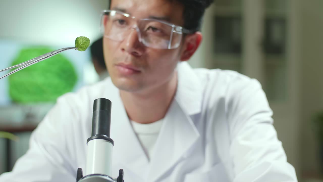 Asian Botanist Taking Leaf Sample From Petri Dish Discovering Biological Genetic Mutation For Pharmaceutical Experiment. Scientist Chemist Working In Biochemistry Lab Analyzing Organic Agriculture