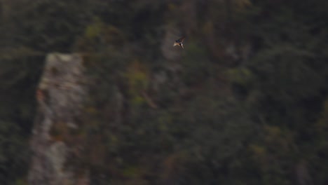 pájaro rápido volando al azar a través de un cañón andino tratando de cazar insectos