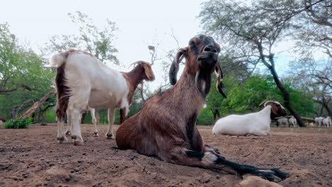 slow motion shot of a goat sitting on dirt ground with other goats behind and a background of trees and vegetation