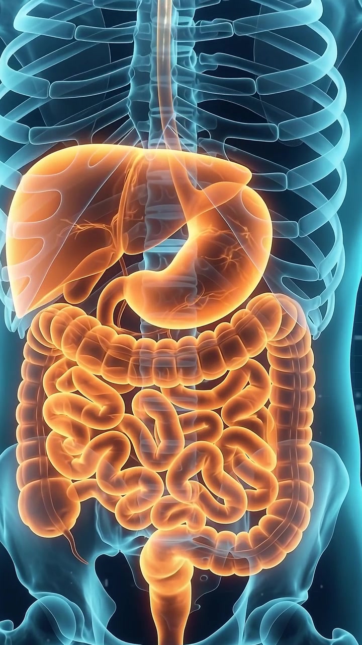 Animazione medica 3D dell'anatomia del sistema digestivo umano
