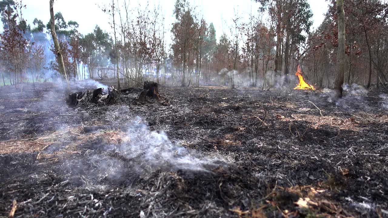 Köknar Ormanındaki Bir Yangından Çıkan Duman