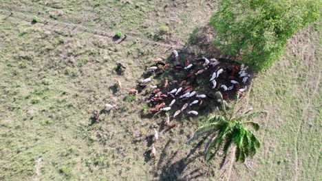 group of colorful cows walking under a tree, seen from above on a sunny day