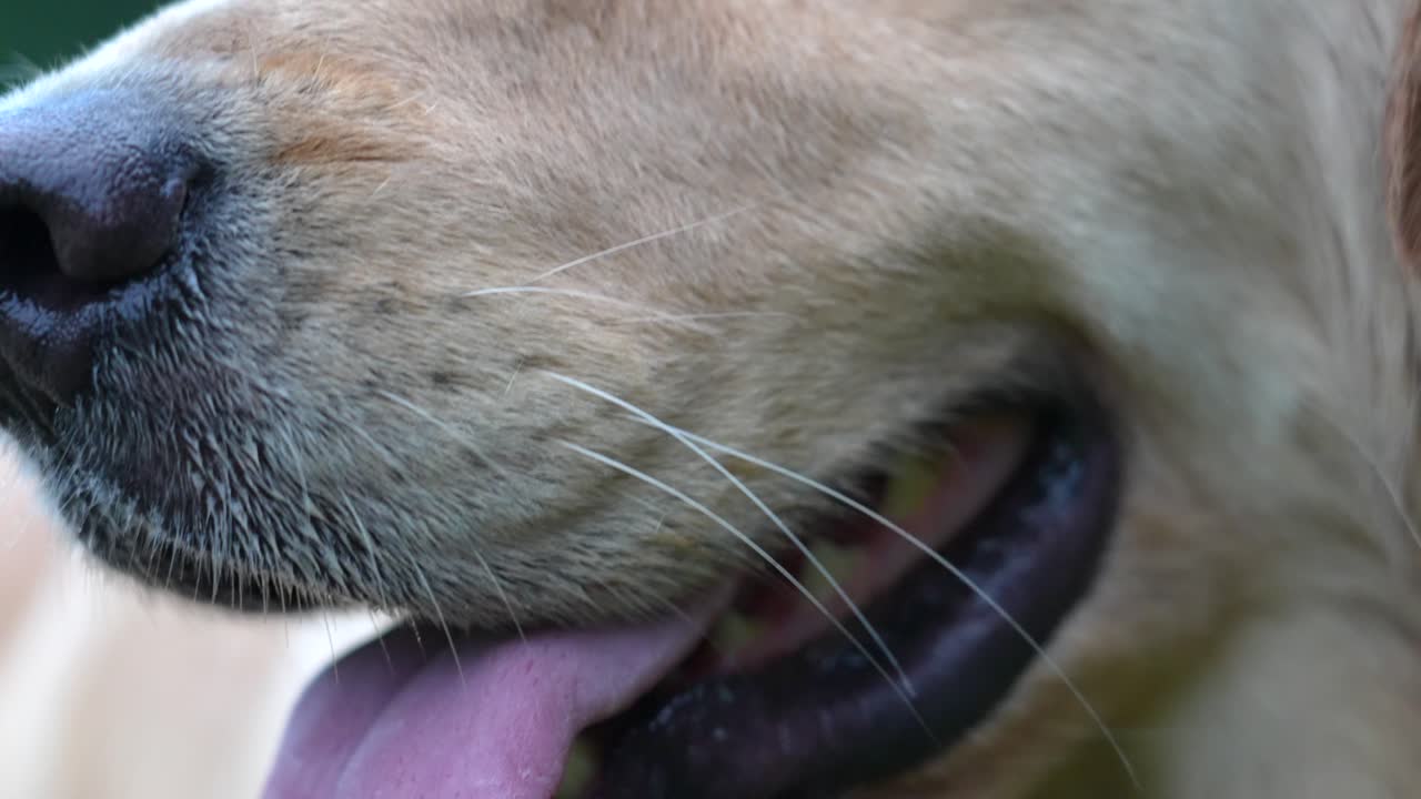 골든 리트리버의 고화질 클로즈업