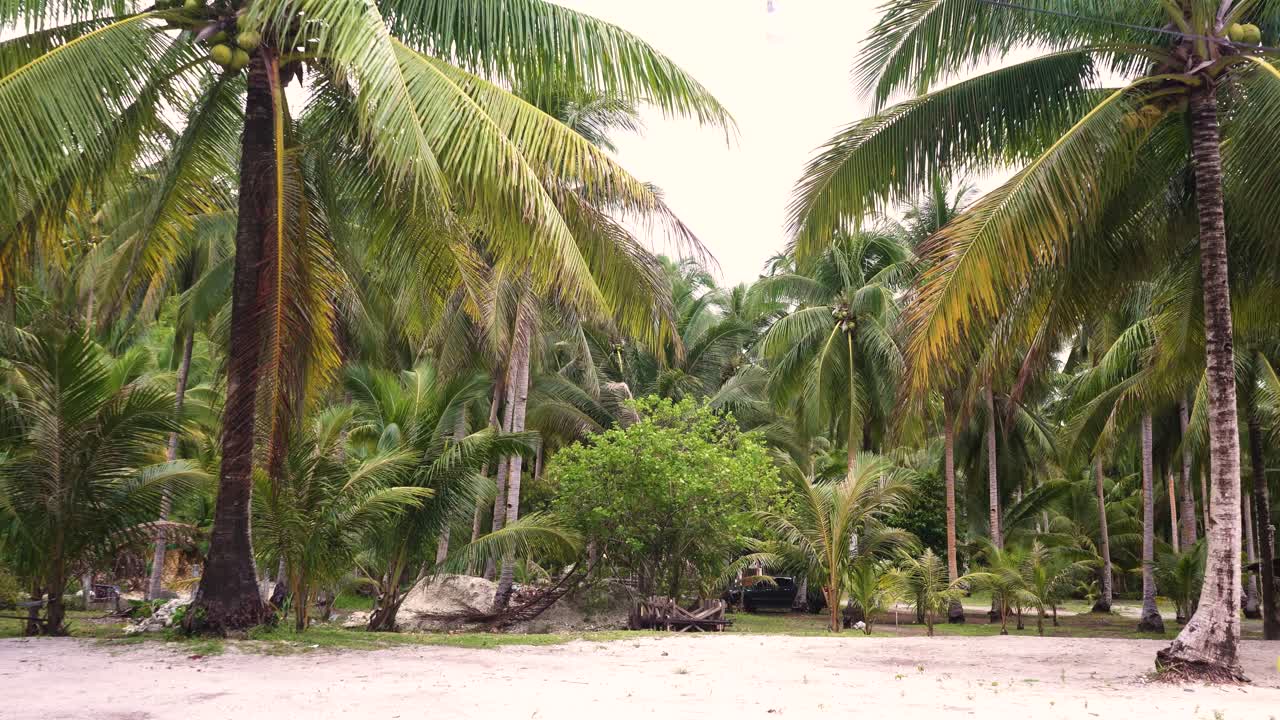 Coconut Trees With Leaves Swaying With The Wind In Southern Leyte, Philippines