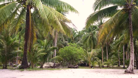 Cocoteros-Con-Hojas-Meciéndose-Con-El-Viento-En-El-Sur-De-Leyte,-Filipinas