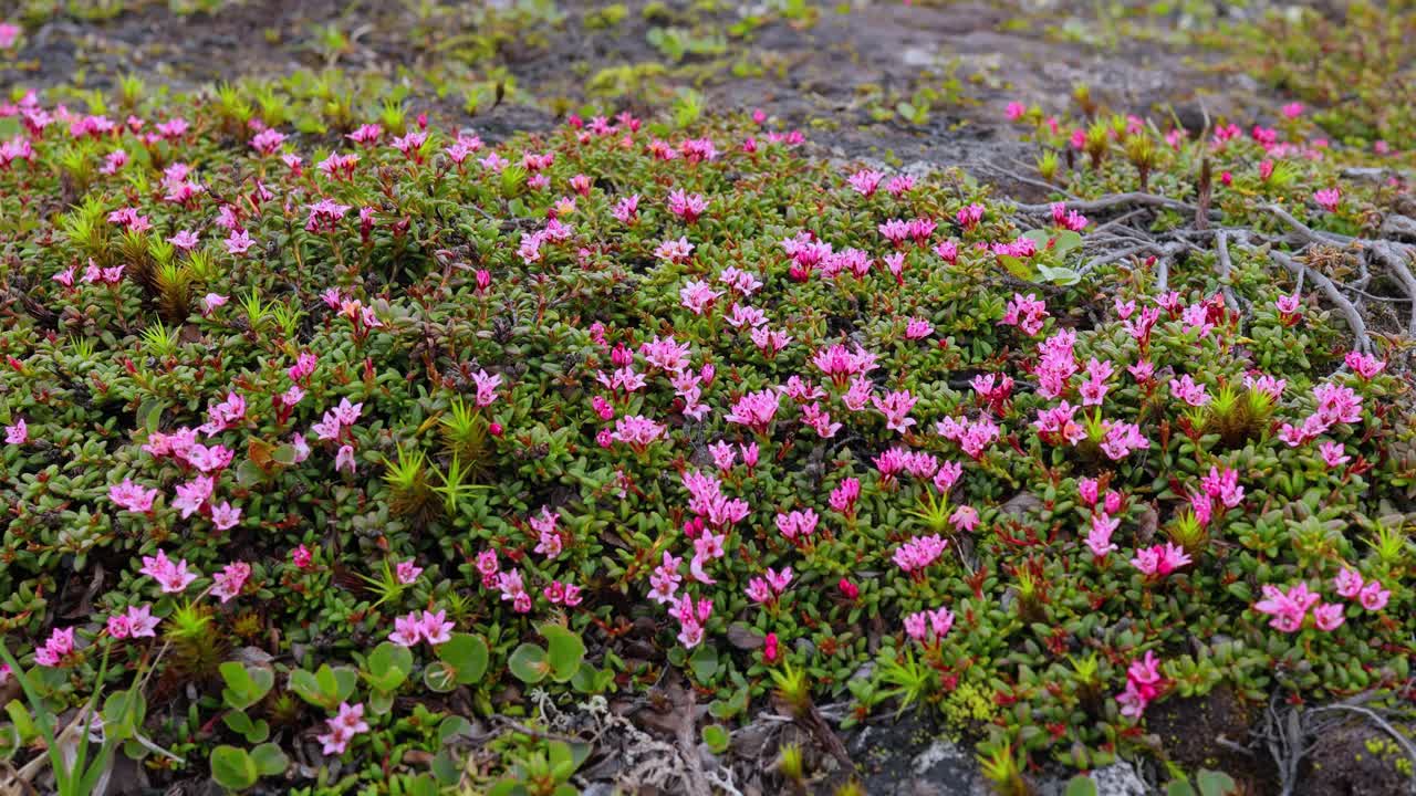 la tundra ártica, la hermosa naturaleza, el paisaje natural de noruega.